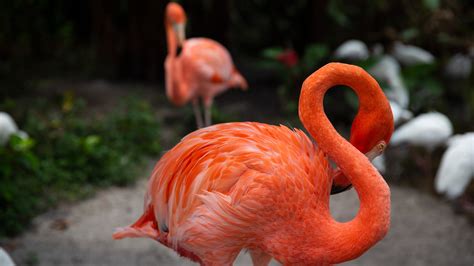 FlamCam: Watch flamingos on Everglades Wonder Gardens webcam Bonita