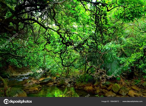 Jungle Iriomote Island Stock Photo by ©makieni777 198458672