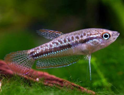 Dwarf Sparkling Gourami Fish | Arizona Aquatic Gardens