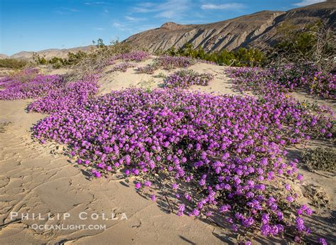 Desert Sand Verbena During Unusual Winter Bloom in January, Anza-Borrego Desert State Park ...