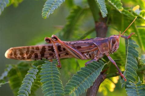 Locust Swarm Invasion In Africa (15 pics)