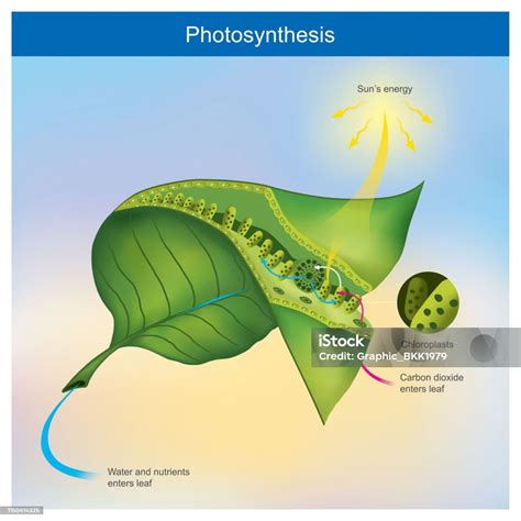 Photosynthesis equation and reactants photosynthesis [mainly CO2, H2O ...