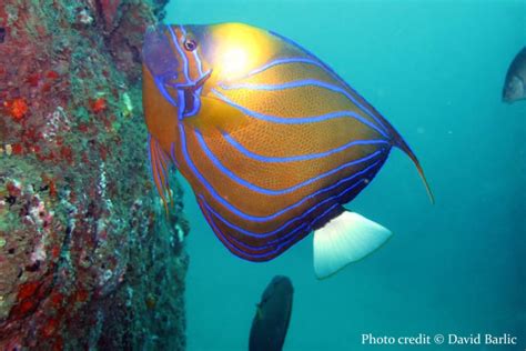 Snorkel the Reef on a Premium Yacht - Pasikuda - Private Sail - Cross Country Travels Sri Lanka