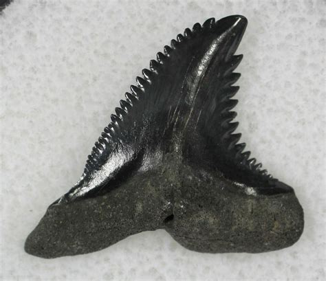 .93" Hemipristis Shark Tooth Fossil - Florida For Sale (#21326) - FossilEra.com