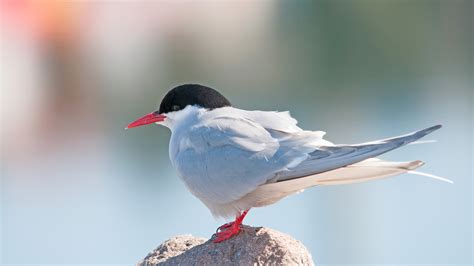 Arctic Tern | Also Known as Sea Swallow