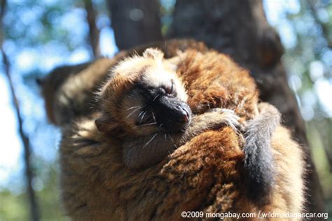 Picture: Baby brown lemur