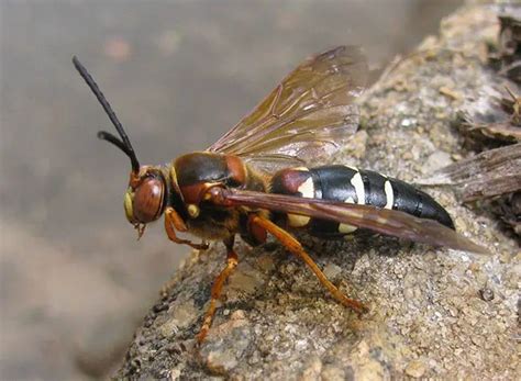 What Happens If a Cicada Killer Stings You - Ecolifely.com