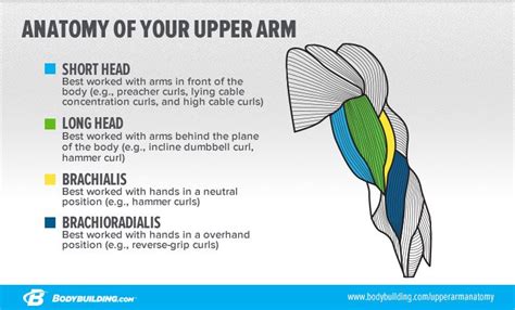 10 Laws Of Biceps Training