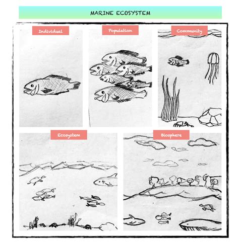 Draw a diagram that shows levels of organization in an ecosy | Quizlet