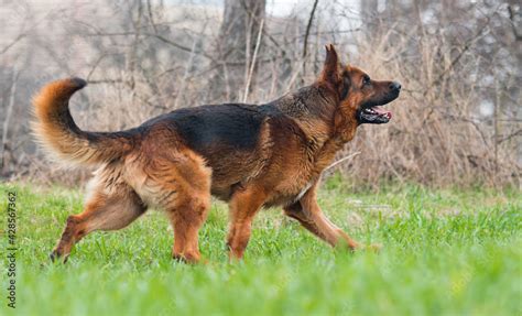 dog breed german shepherd walking Stock Photo | Adobe Stock