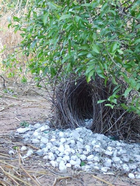 lulie & marie: Bower Bird Nests