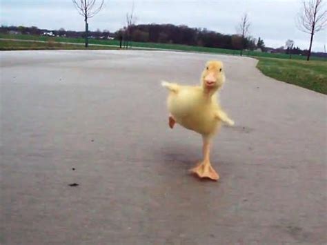 Duck Run - Watch this. Now. | Ducklings, Funny animal videos, Cute ...