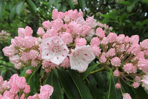 Appalachian trail. | Shenandoah national park, Mountain laurel ...