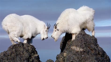 Twin Rocky Mountain Goats HD desktop wallpaper : Widescreen : High Definition : Fullscreen