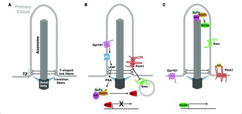 | Structure of the cilium and Hedgehog signaling. (A) Structure of the ...