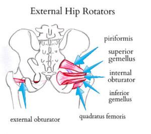 lateral rotators