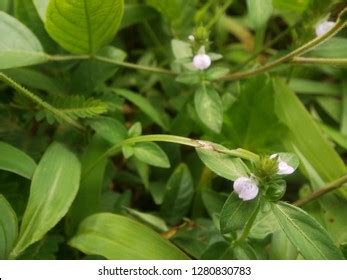 62 Justicia Procumbens Images, Stock Photos & Vectors | Shutterstock