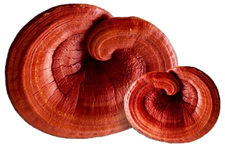 What is Linh Chi (Lingzhi or Reishi)? – LINH CHI KHANG NAM