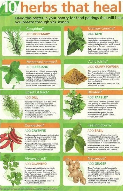 2cf4a628ccd2aa0365471050e87b617e.jpg (500×777) | Herbs, Healing herbs ...