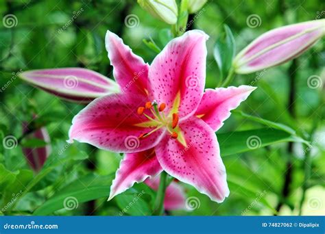 Pink Tiger Lily stock photo. Image of summer, pink, botany - 74827062