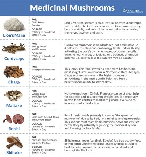 10 benefits of lion s mane mushroom – Artofit