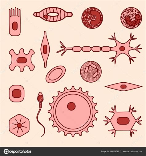 Different human cell types — Stock Vector © GreenVector #144204743