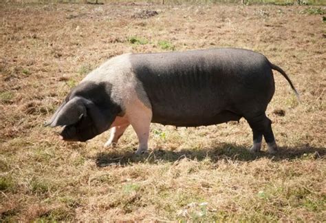 Hampshire Pig | Characteristics, History, and Uses in Agriculture - Farm and Chill