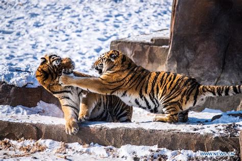 Xinhua Headlines: China to restore Siberian tiger population from captive-bred stock - Xinhua ...