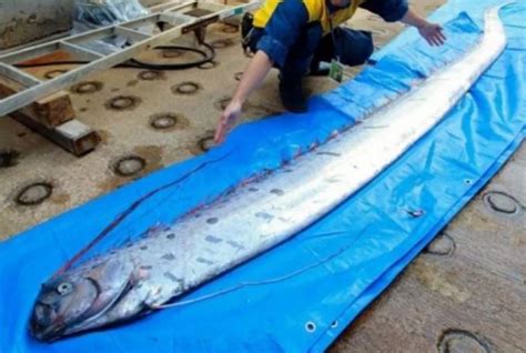 NERVOUS earthquake and tsunami OVERDRIVE in JAPAN after several OARFISH ...