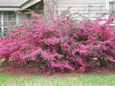 One woody shrub that has become a landscape staple is Loropetalum chinense, also called Chinese ...