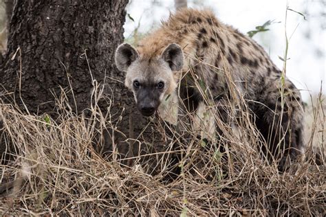 Wild Facts Sabi Sabi Private Game Reserve | Spotted Hyena