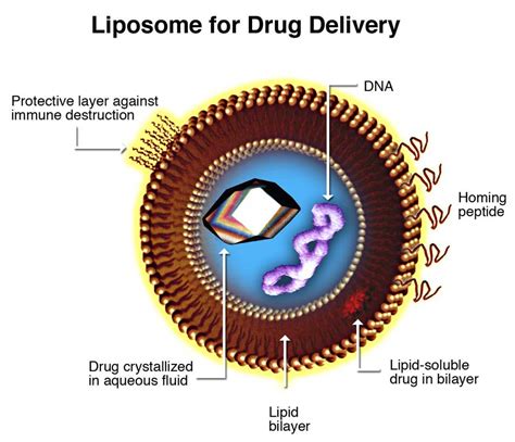 The Liposomal Difference: A breakthrough in Nutrient Delivery