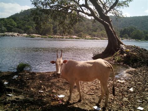 Bheemeshwari Cauvery Wildlife Sanctuary - Bangalore weekend destinations