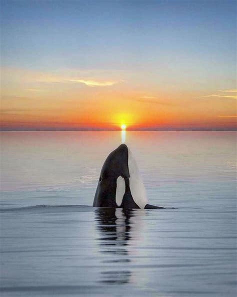 Professional Photographer Captures Magical Photos Of Orcas Basking In A ...