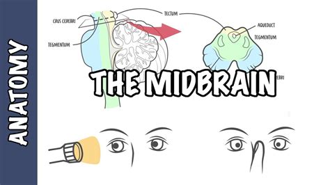 Clinical Anatomy - Midbrain (structure, function and some conditions) - Medical Follower