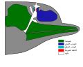 Category:Delphinidae head anatomy - Wikimedia Commons