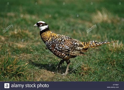 Reeves Pheasant Stock Photos & Reeves Pheasant Stock Images - Alamy