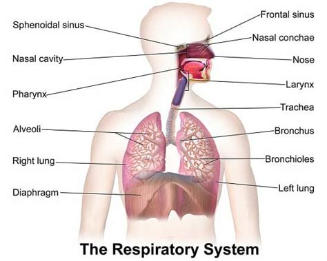 Organ System - Definition and Examples | Biology Dictionary