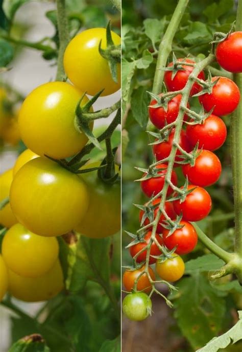 14 Awesome Cherry Tomato Varieties You Should Consider Growing