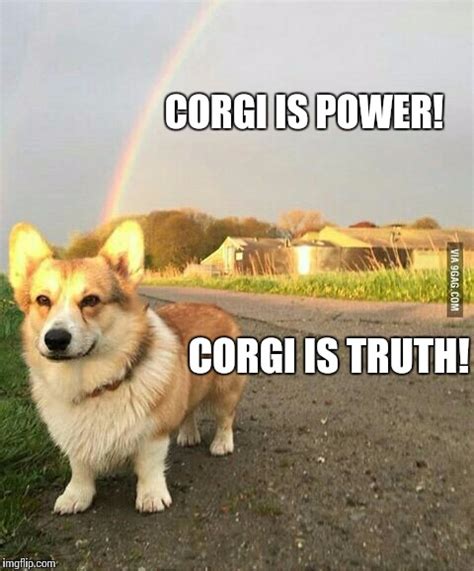 Corgi's - Imgflip