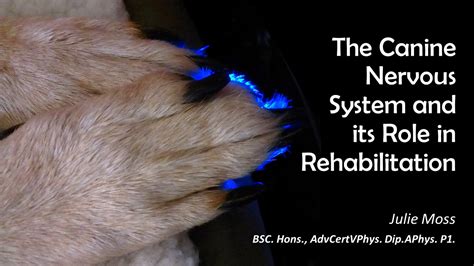 Role of canine nervous system in rehabilitation