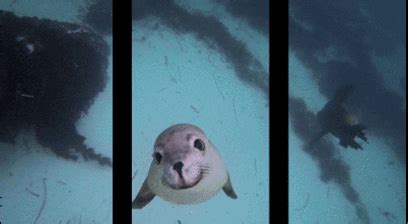 Seal GIF - Find & Share on GIPHY