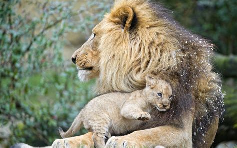 Download Cub Hugging Male Lion Wallpaper | Wallpapers.com