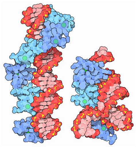 PDB-101: Molecule of the Month: Zinc Fingers