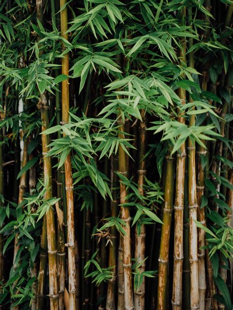 Are Bamboo Products And Clothes Really Sustainable? — Sustainably Chic