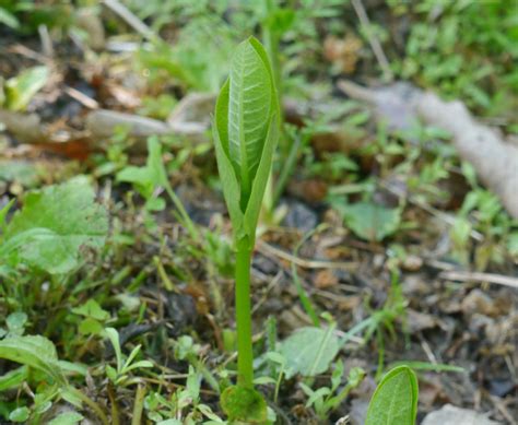 Common milkweed (Asclepias syriaca) | Identify that Plant