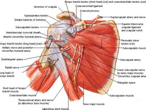 Posterior view of the shoulder | Anatomy | Pinterest | Shoulder