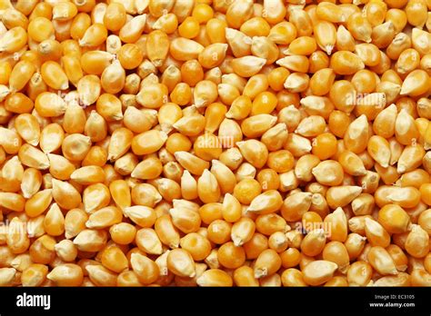 Corn kernels arranged as the background Stock Photo - Alamy