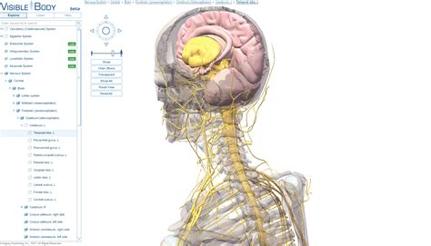 Visible Body - Visualise your body - gHacks Tech News