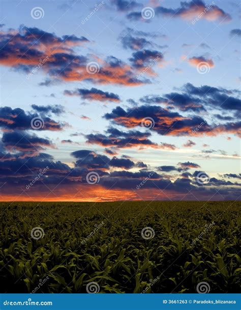 Corn field during sunset stock image. Image of texture - 3661263